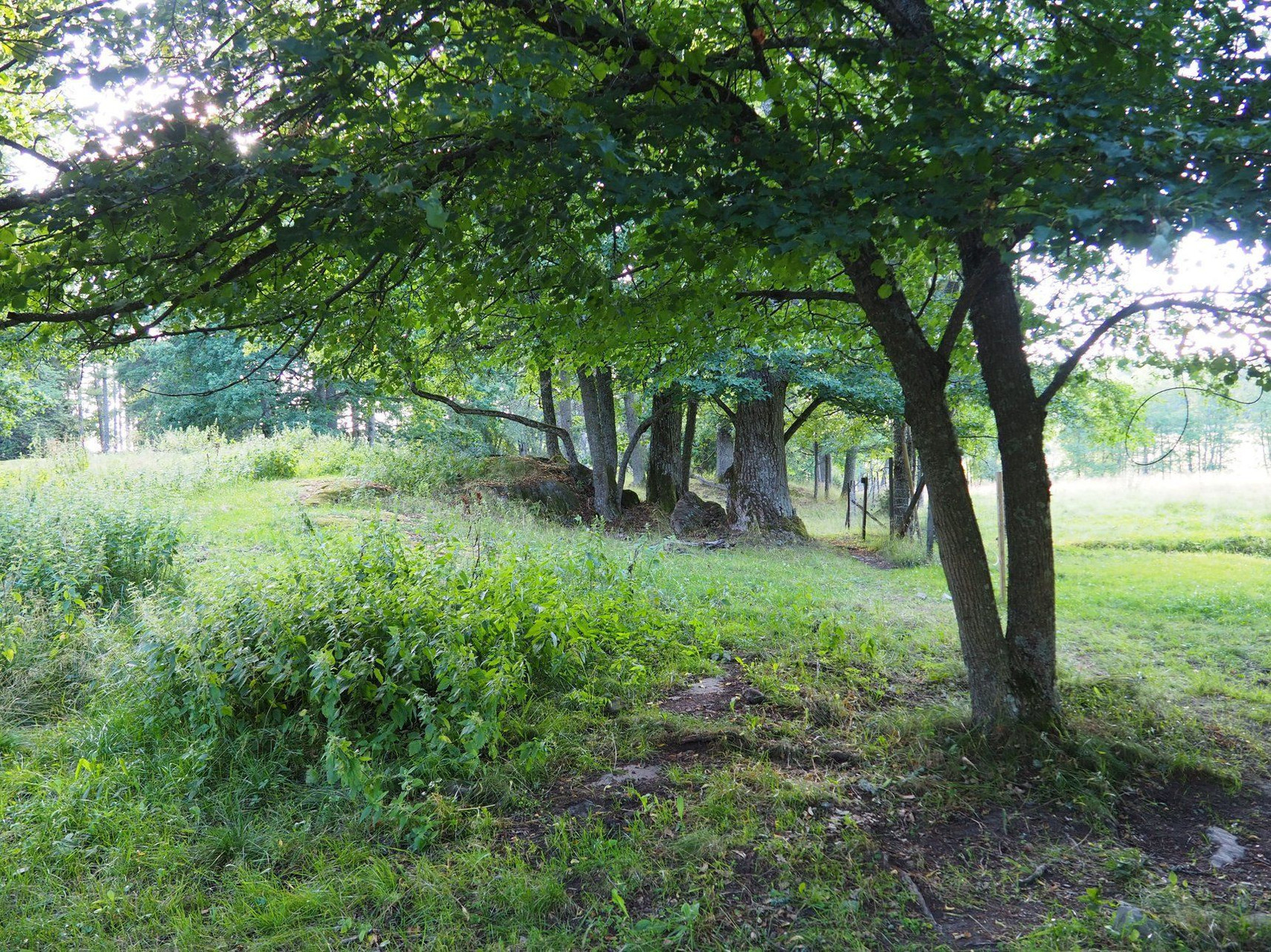 Bosquet d'arbres sur prairie - Réserve naturelle de Lenholma - Suède