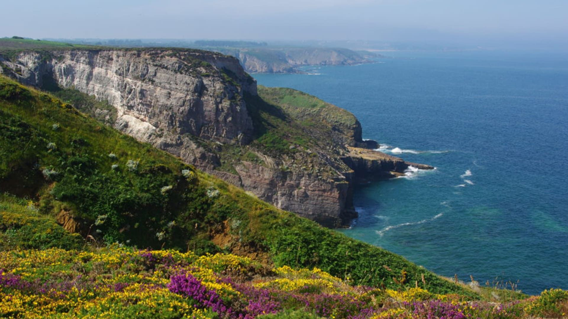 Falaises et lande fleurie sur la côte sauvage - Bretagne - France