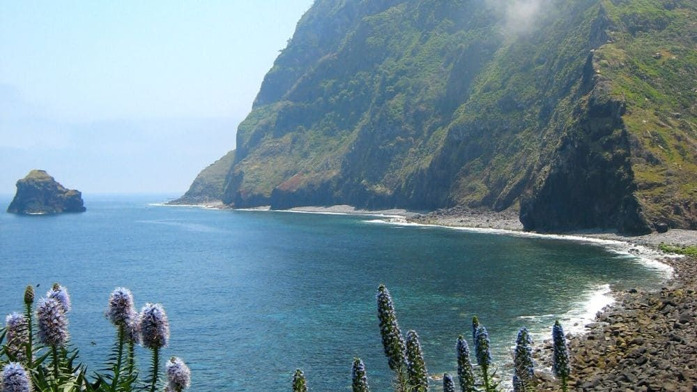 Côte volcanique et vipérines en fleurs - Madère - Portugal