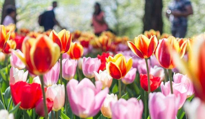 Tulipes multicolores en fleur au parc - Keukenhof - Pays-Bas