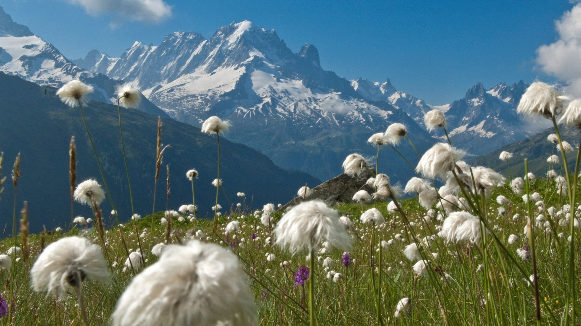 Prairie de linaigrettes face au massif du Mont-Blanc - France