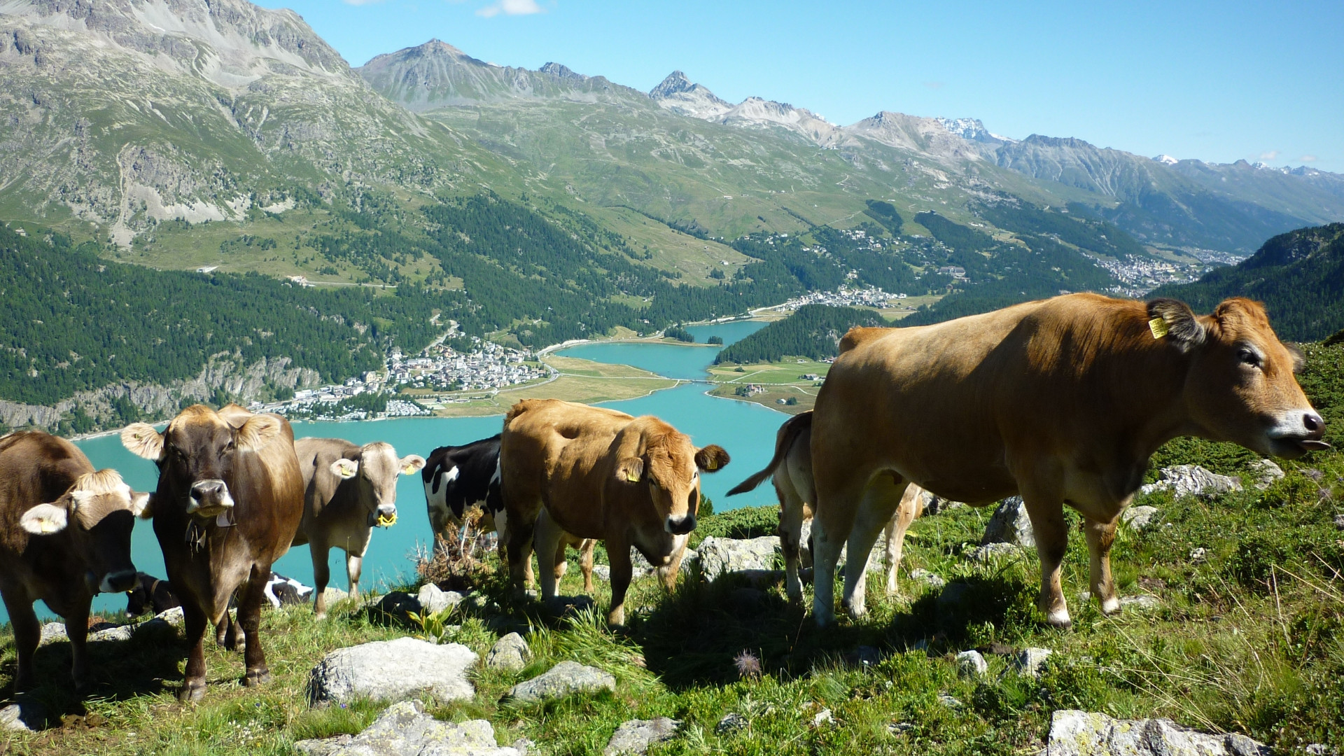 Cows above the Upper Engadine lakes - Graubünden - Switzerland