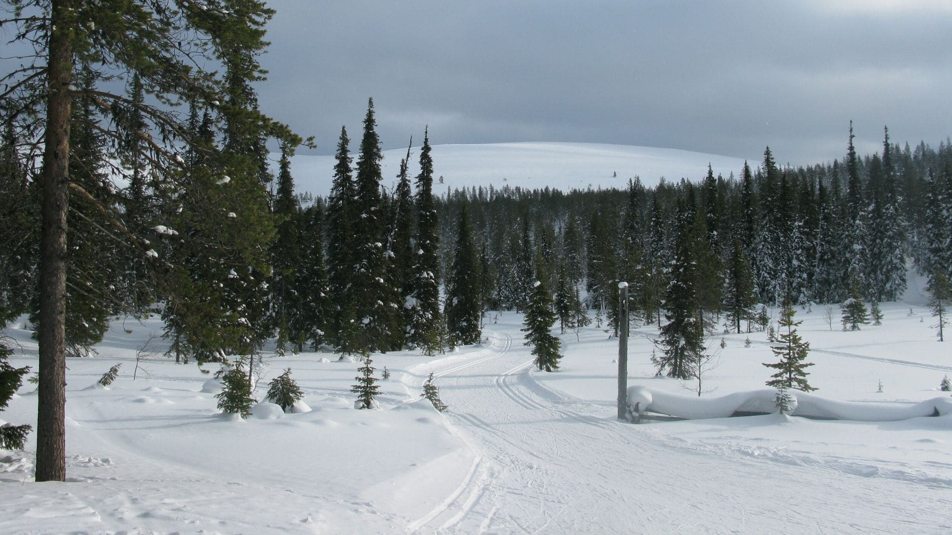 Piste de ski de fond dans la forêt boréale - Laponie - Finlande
