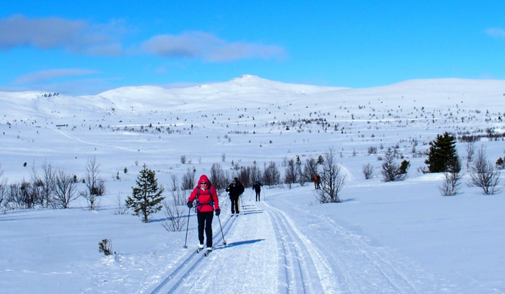 Skieuse de fond sur le haut plateau enneigé de Venabu - Venabu - Norvège