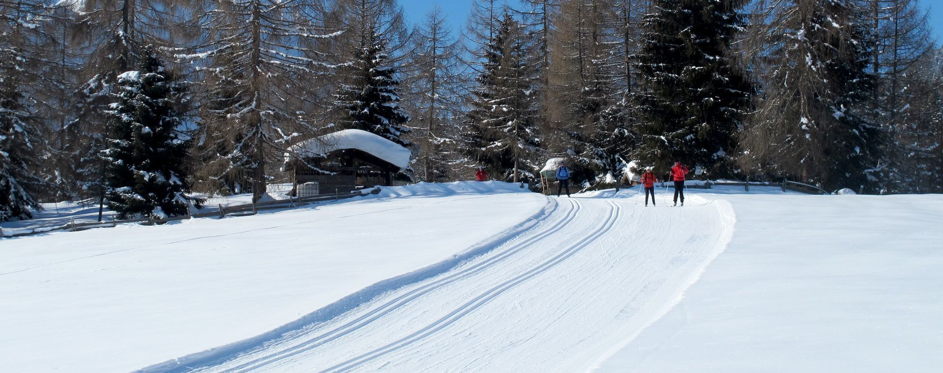 Ski de fond parmi les mélèzes enneigés - Leutasch - Tyrol, Autriche