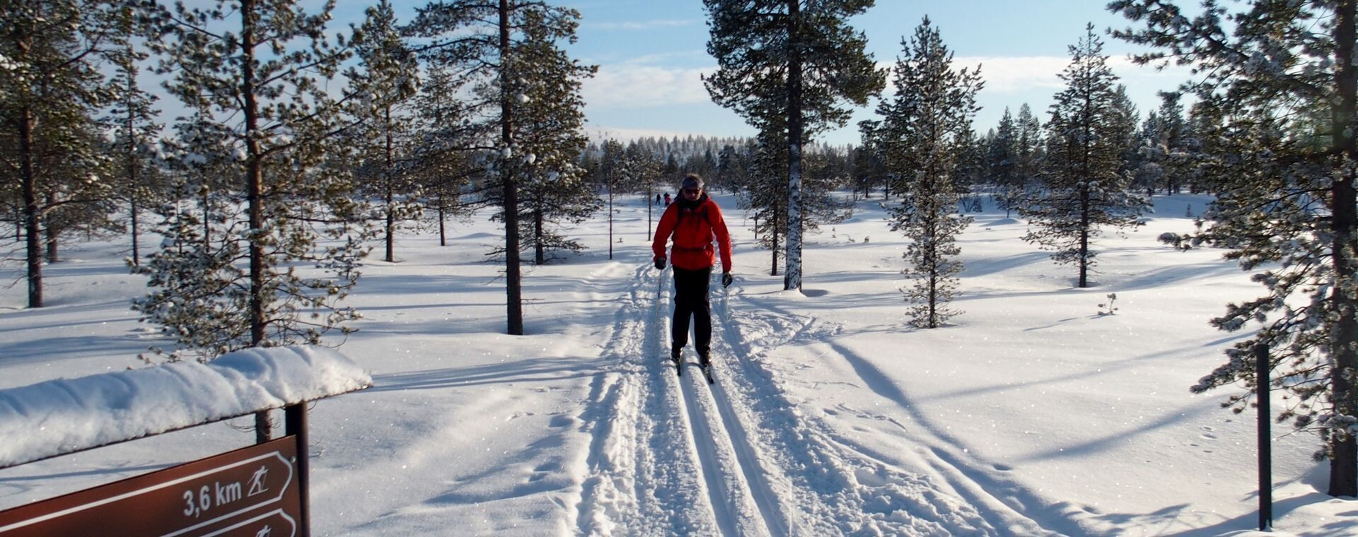 Ski de fond dans la forêt de pins - Saariselkä - Laponie, Finlande