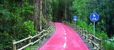 Piste cyclable dans les pinèdes - Portugal