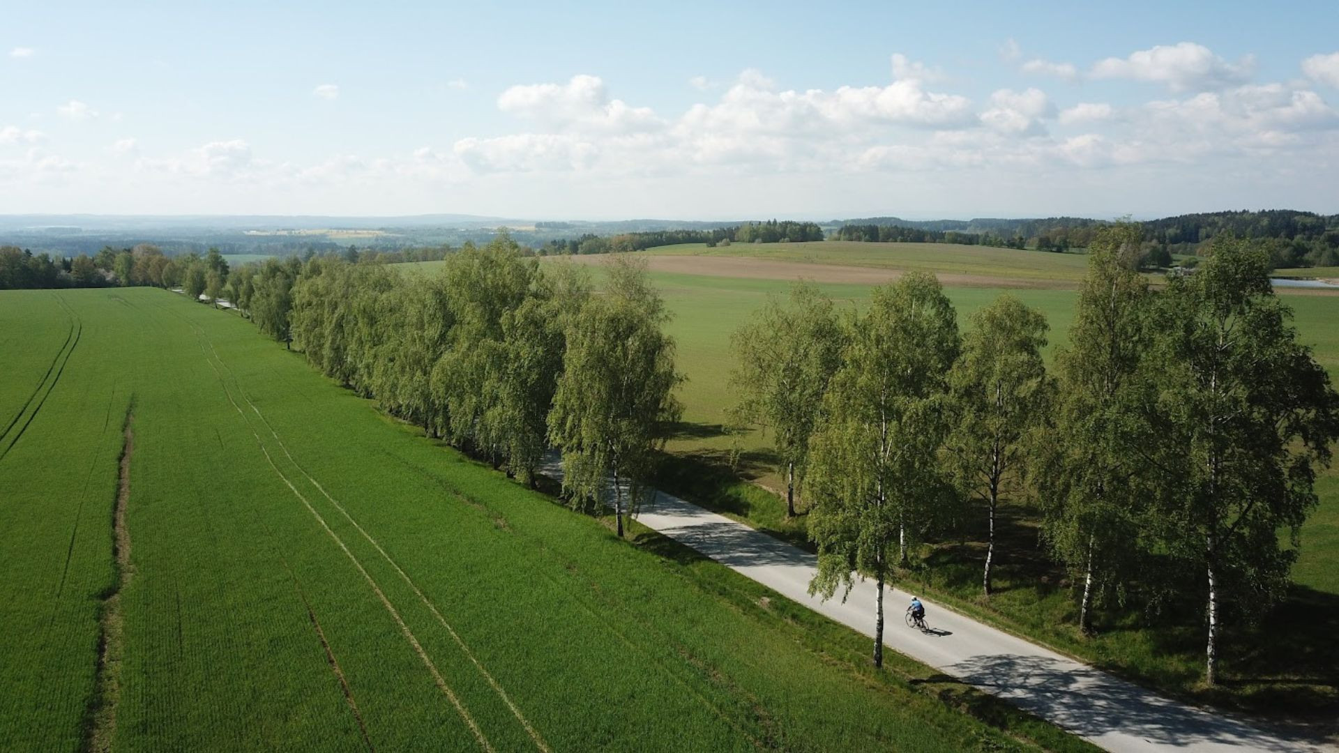 Cycliste sur une route de campagne bordée de bouleaux - Europe centrale