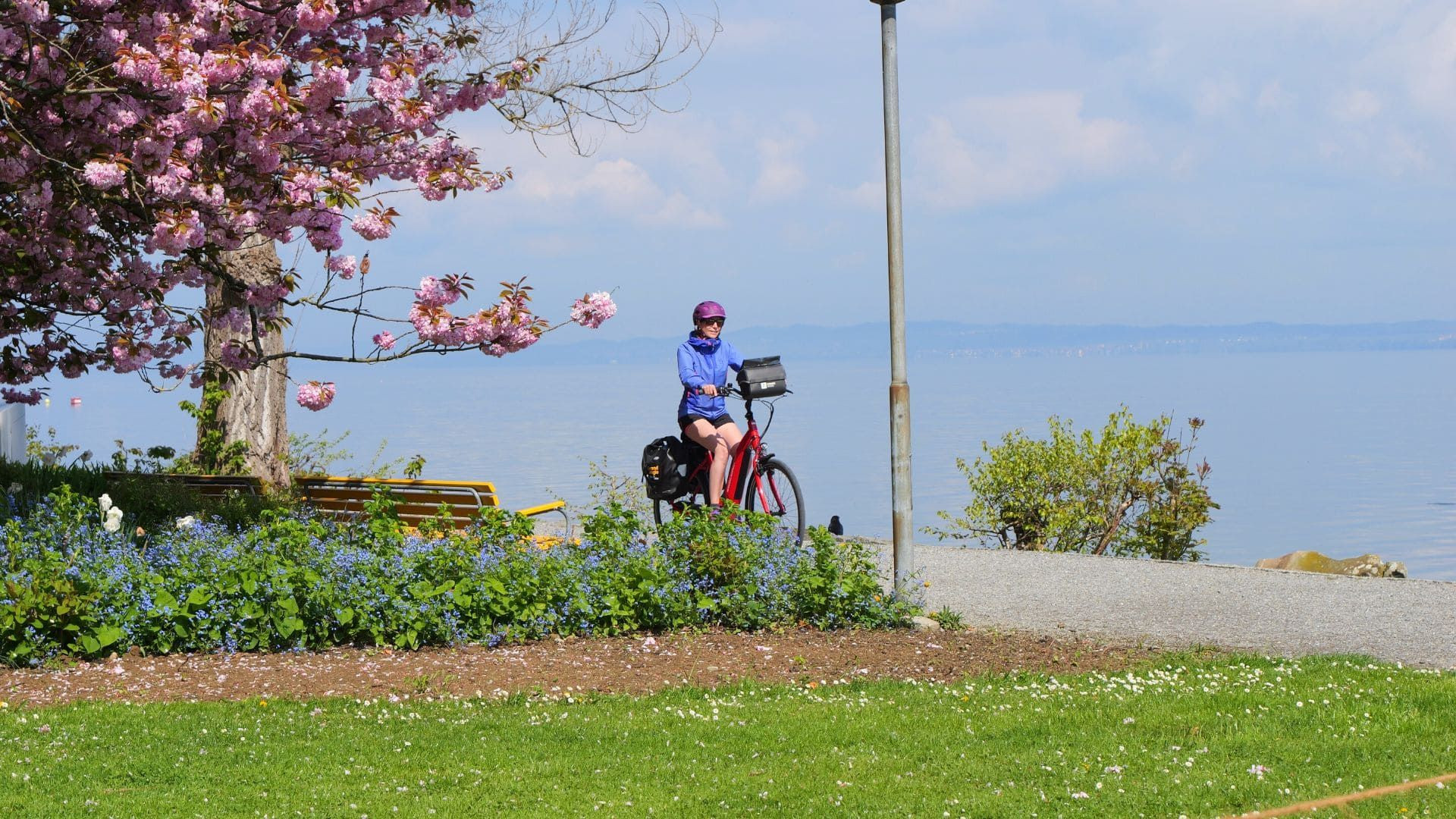 Cycliste entre cerisiers en fleur et lac de Constance - Allemagne