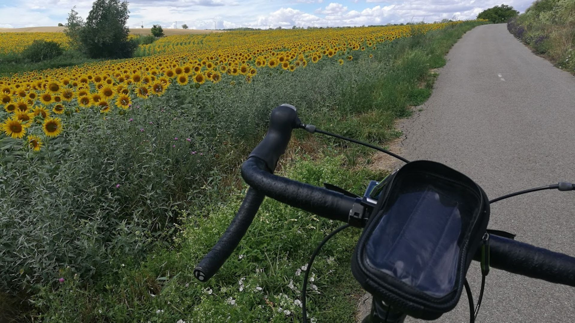Vélo sur une route de campagne le long d'un champ de tournesols - Europe