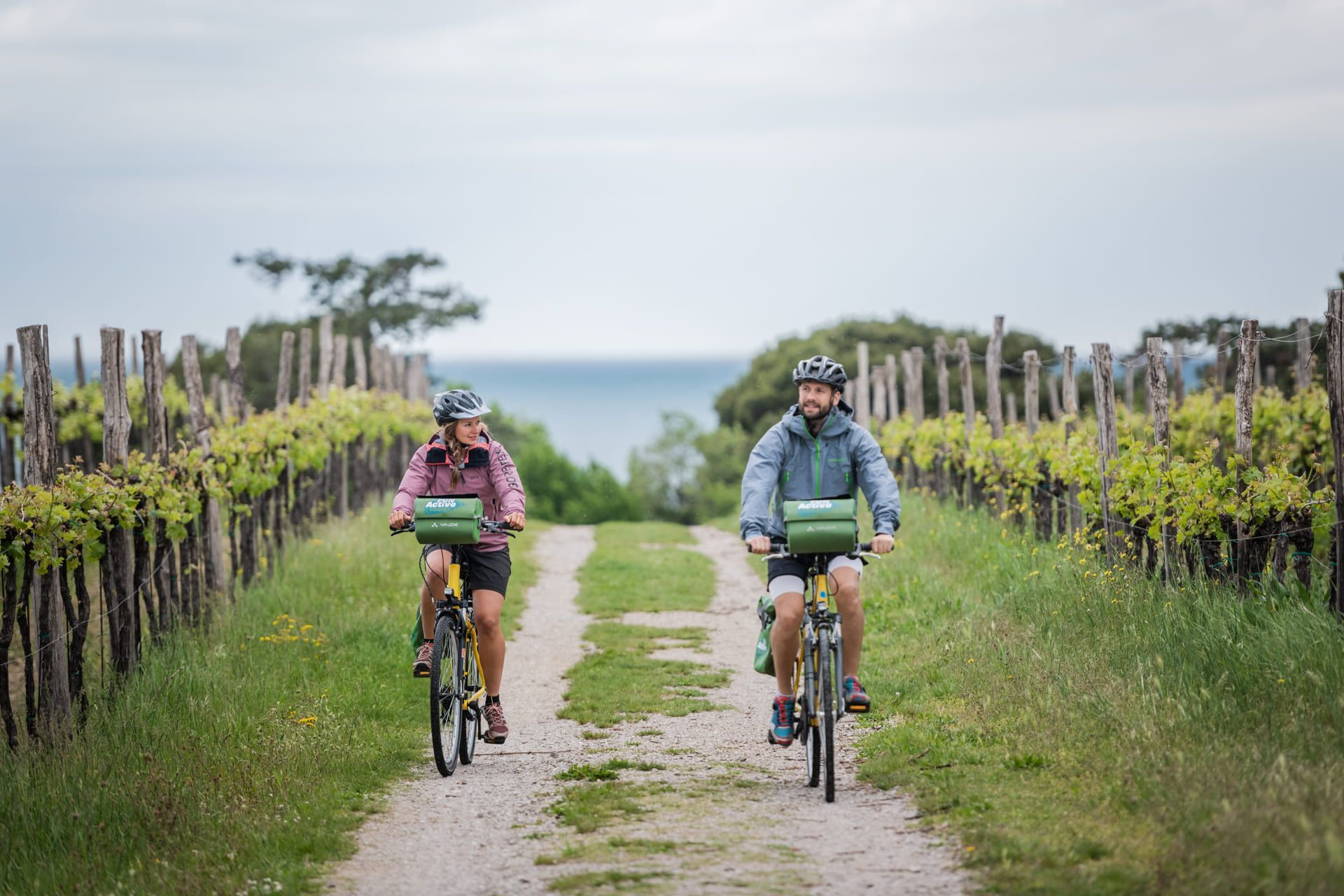 Cyclistes dans les vignes face à l'Adriatique - Istrie - Croatie