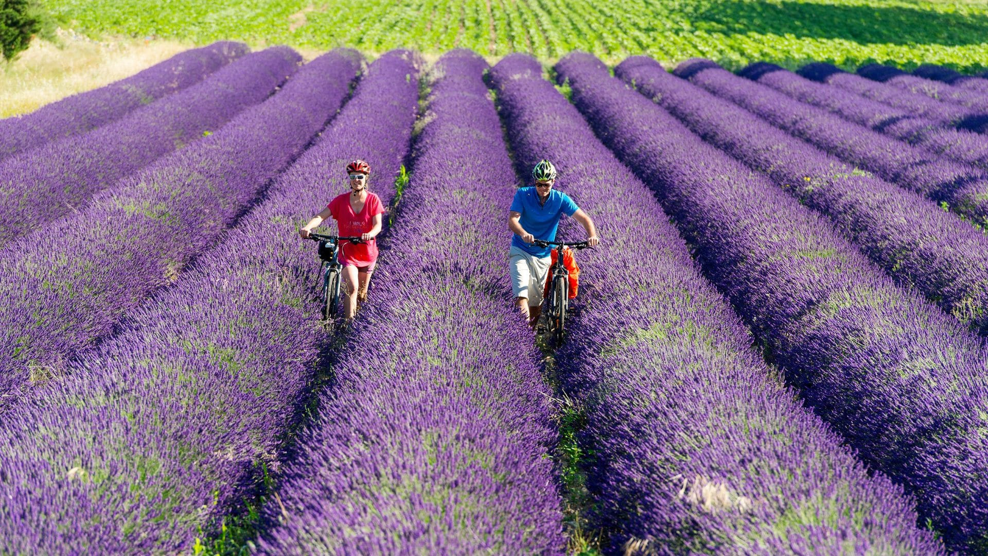 cyclistes-dans-un-champ-de-lavande-provence-alpes-cote-d-azur