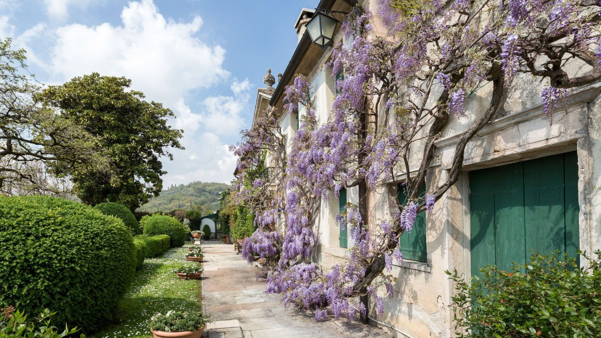 Glycines en fleurs sur une villa et son jardin - Vénétie - Italie