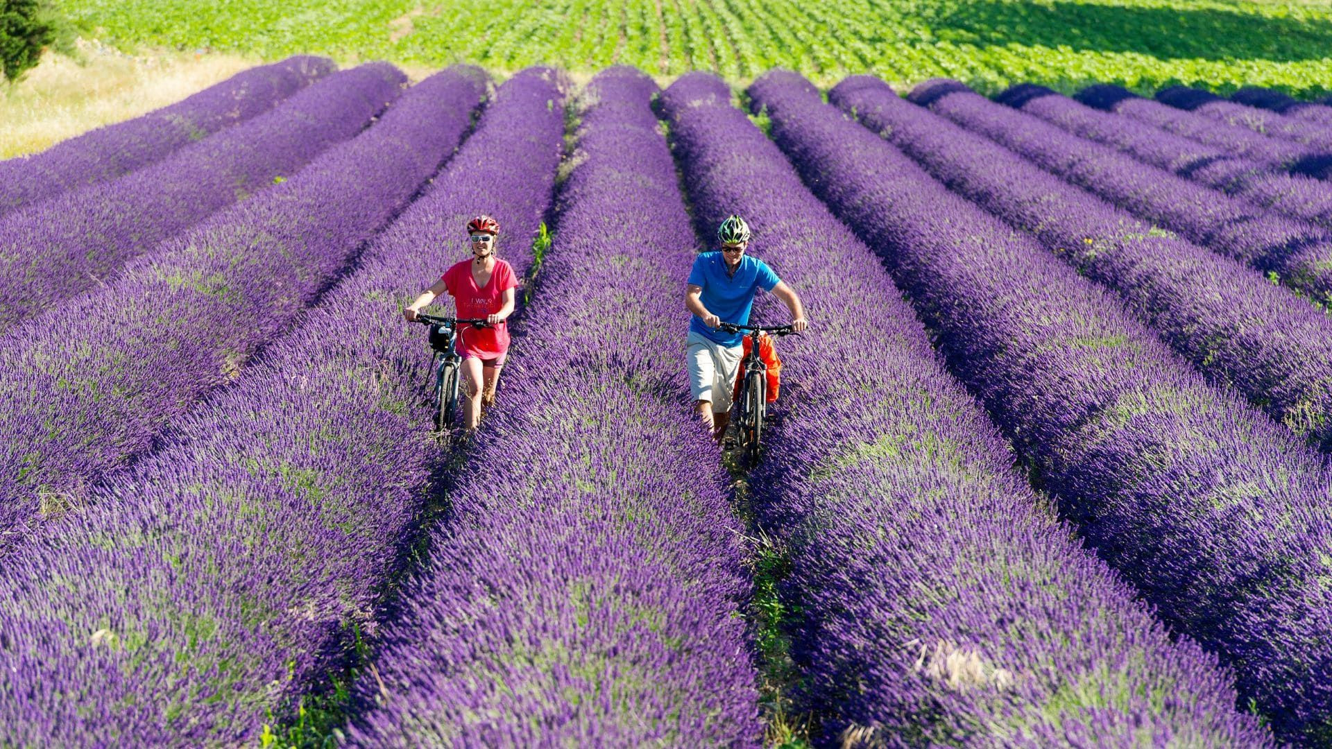 Cyclistes dans un champ de lavande - Provence-Alpes-Côte d'Azur - France