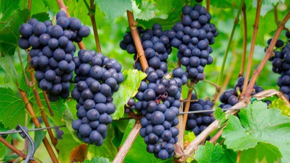Grappes de raisin noir mûrissant dans les vignobles - Lac de Constance - Allemagne