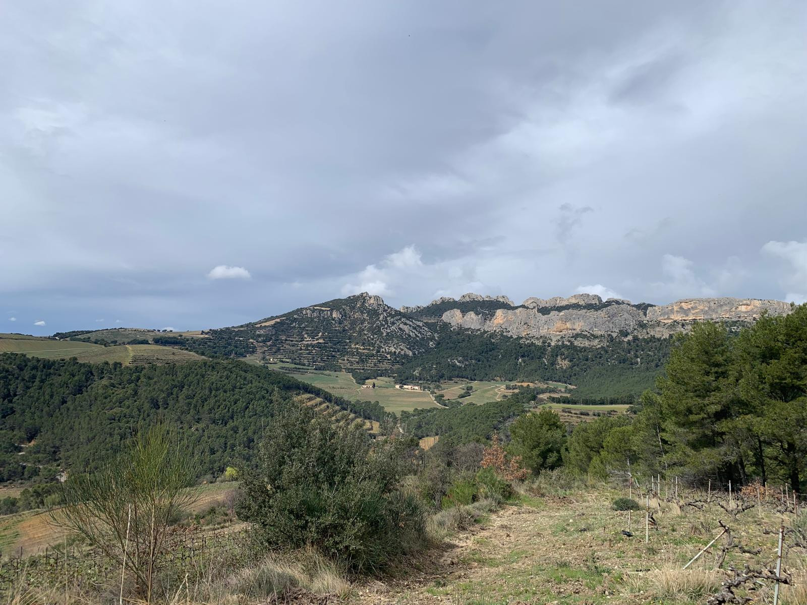 dentelles-de-montmirail-4