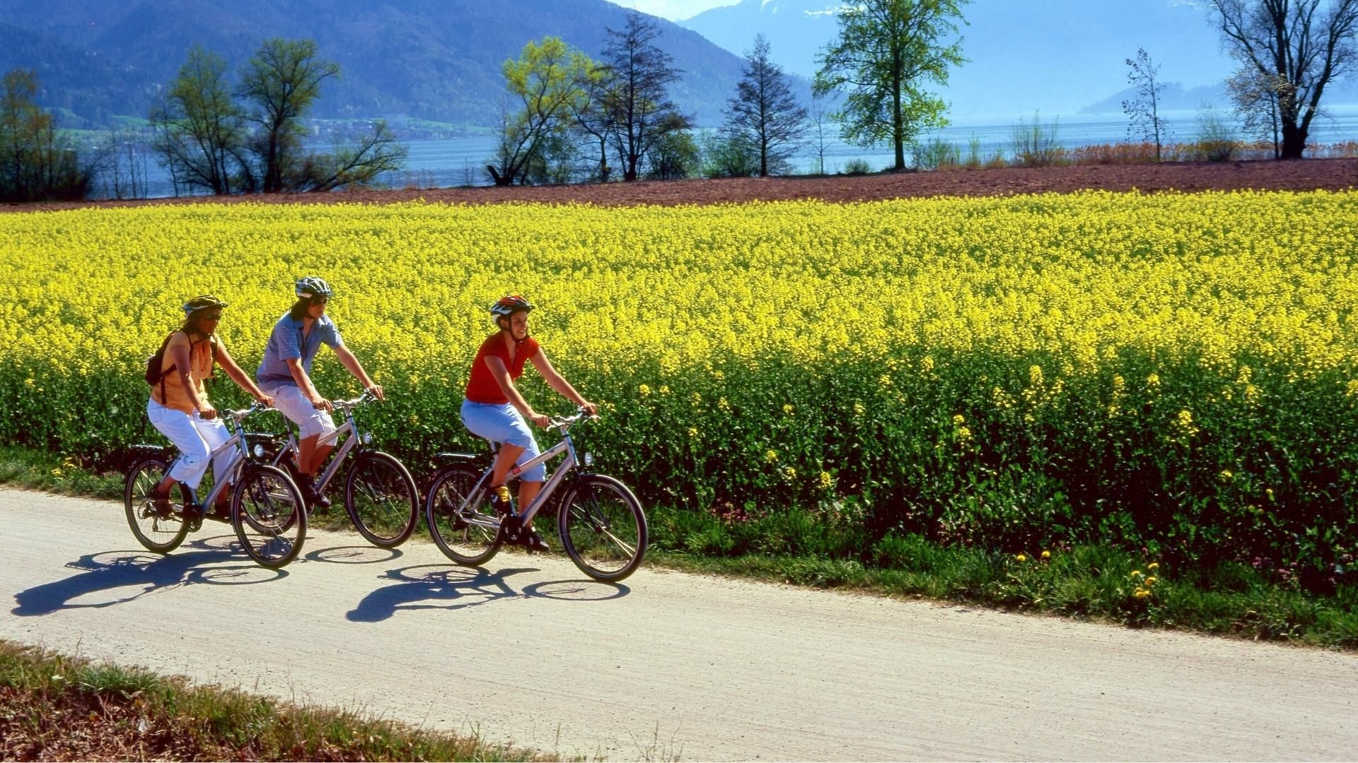Cyclistes longeant un champ de colza près du lac - Suisse