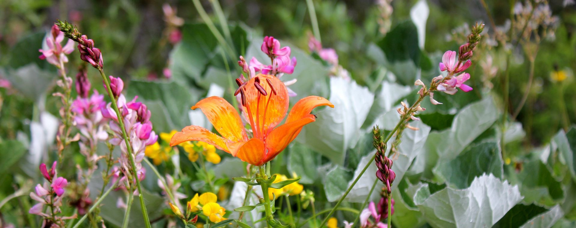 Lis orangé parmi les fleurs sauvages d'alpage - Dolomites - Italie
