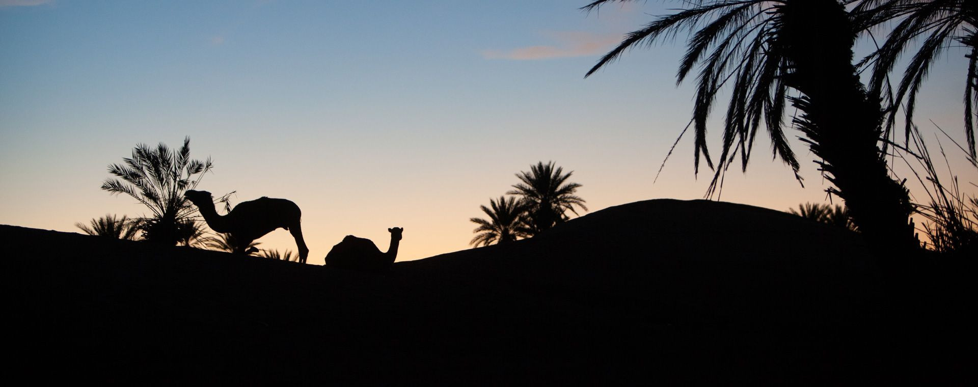 Silhouettes de dromadaires au crépuscule - désert marocain - Maroc