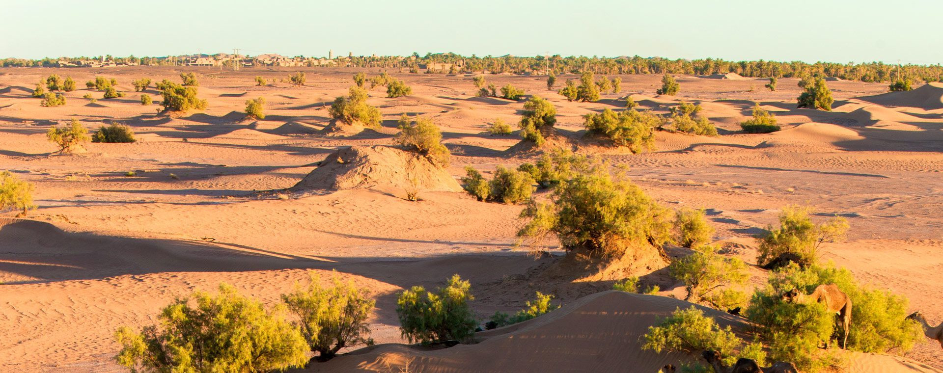 Dunes et tamaris au coucher du soleil - Désert du Sud marocain - Maroc