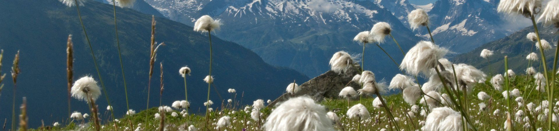 Linaigrettes en fleur devant les sommets enneigés - Alpes - France