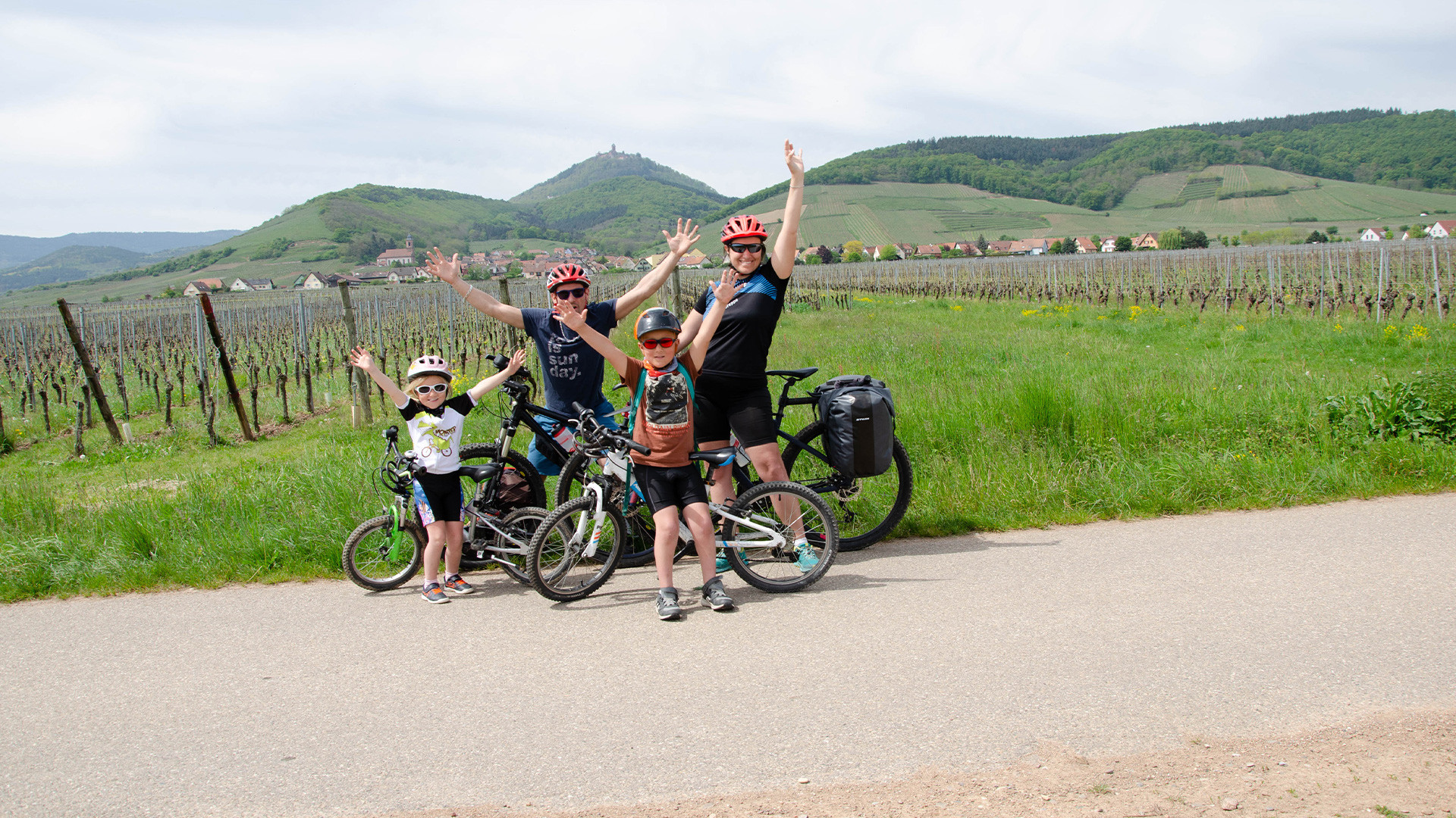Famille à vélo dans les vignes face au Haut-Koenigsbourg - Alsace - France