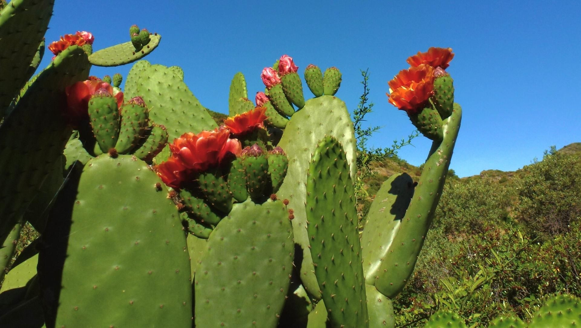 Figuiers de Barbarie en fleurs - Cadaqués - Catalogne, Espagne