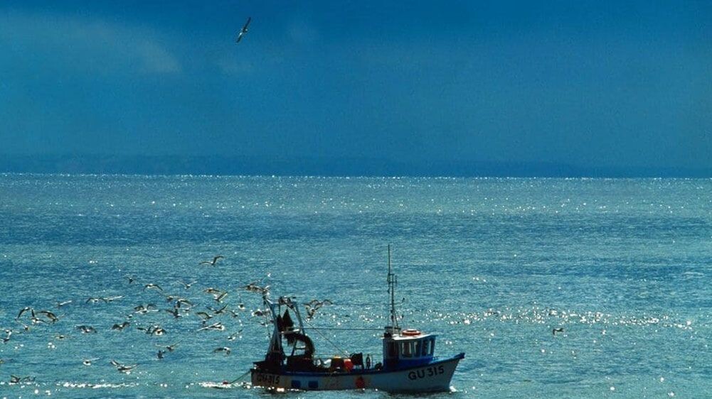 Retour de pêche d'un bateau escorté par les mouettes - Guernesey