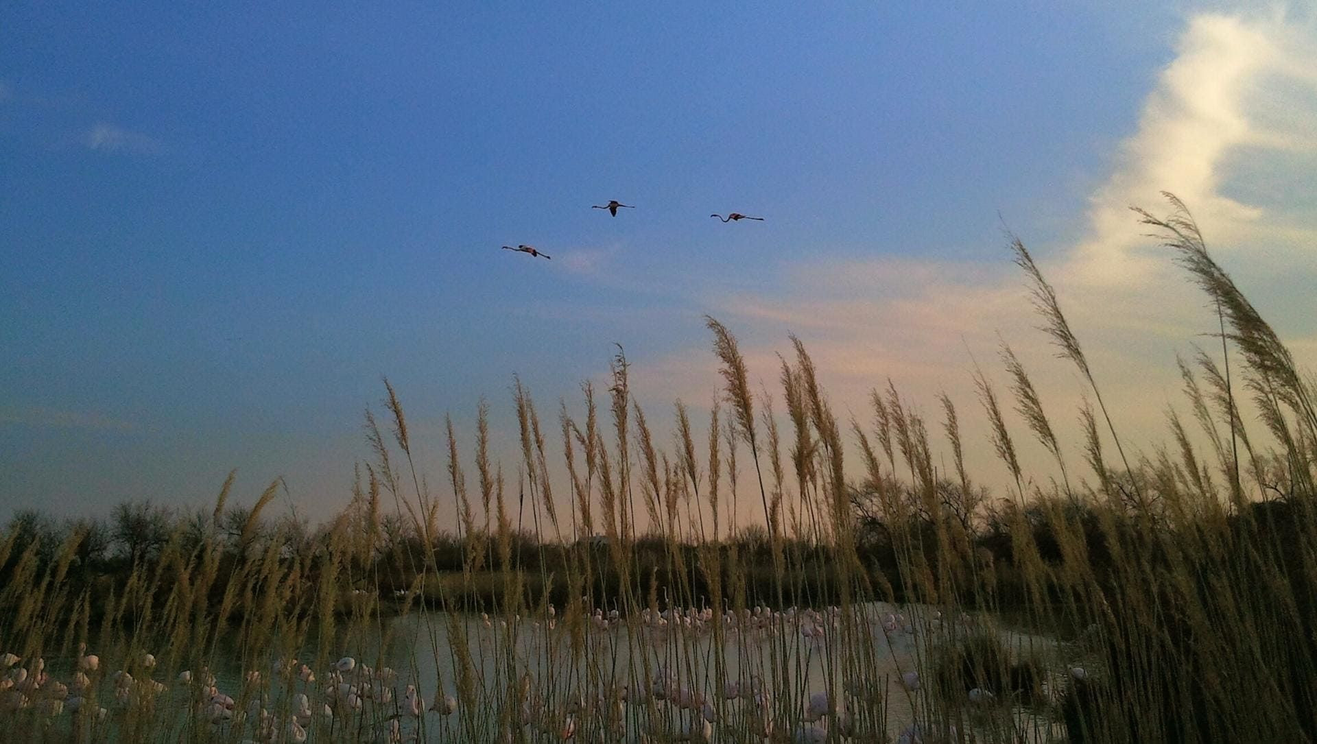 Flamants roses volant au-dessus d'un étang - Camargue - France