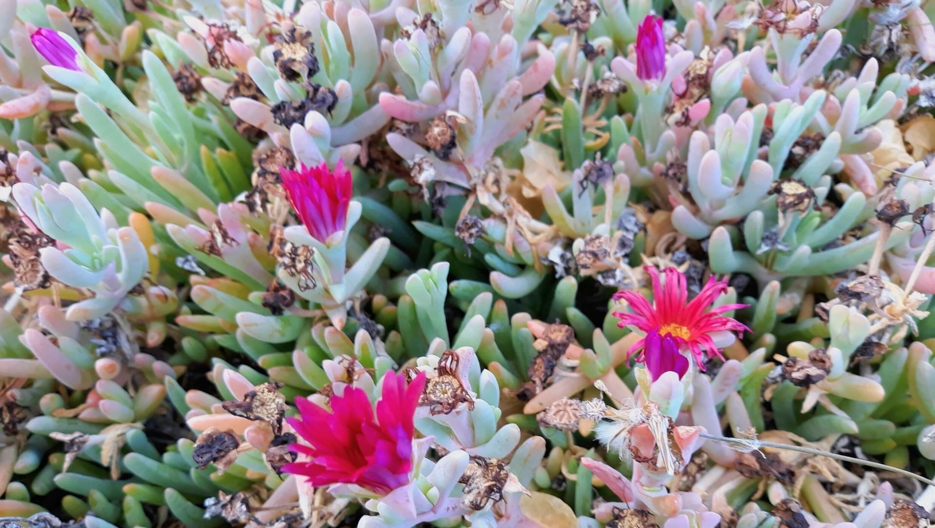 Plantes grasses en fleurs sur la côte - Lanzarote - Canaries - Espagne