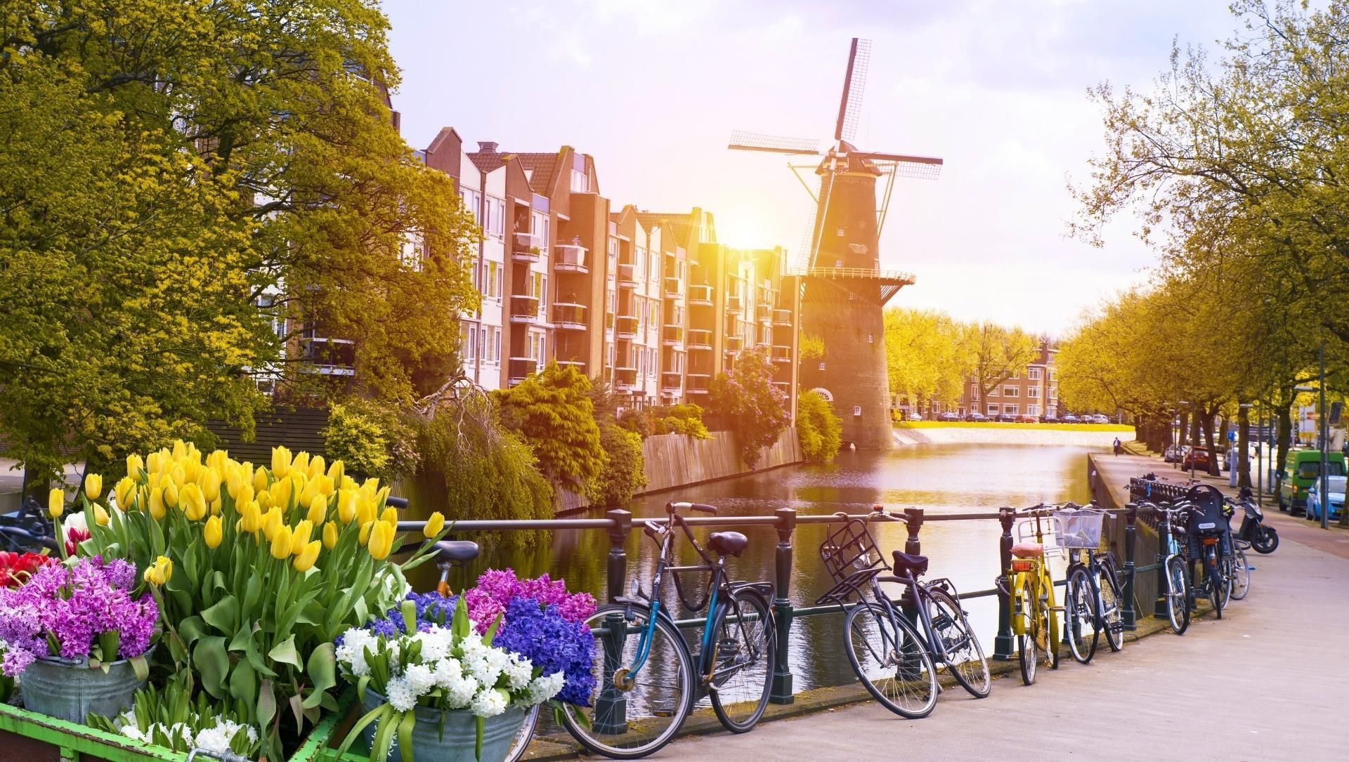 Tulipes, vélos et moulin le long d'un canal - Hollande - Pays-Bas