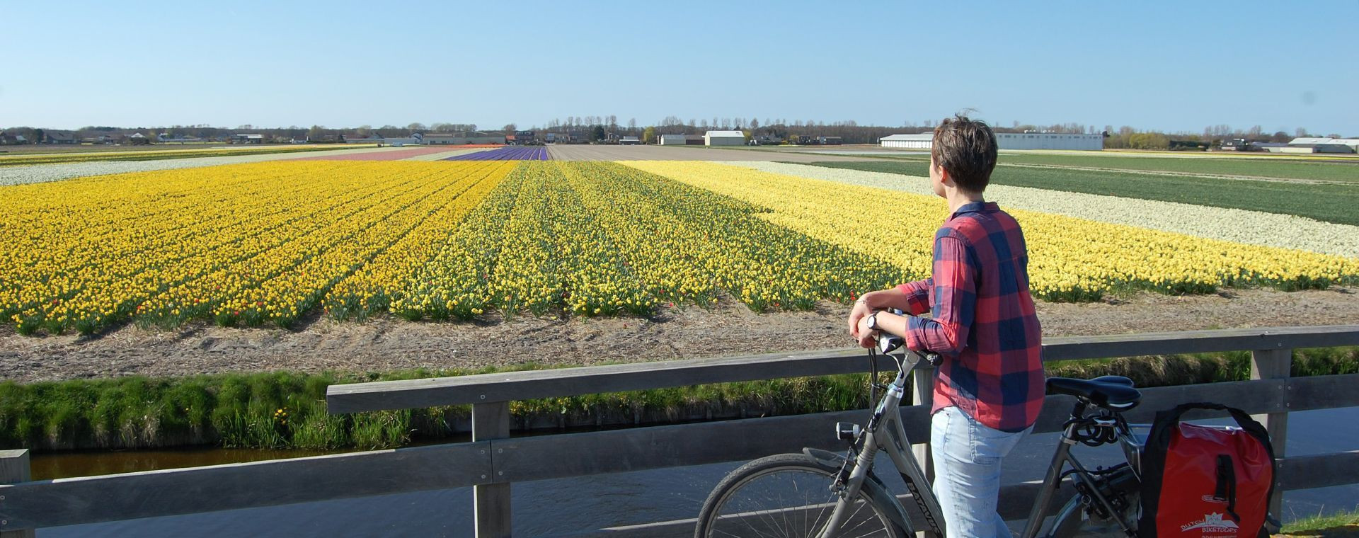 Cycliste devant les champs de fleurs - Hollande - Pays-Bas