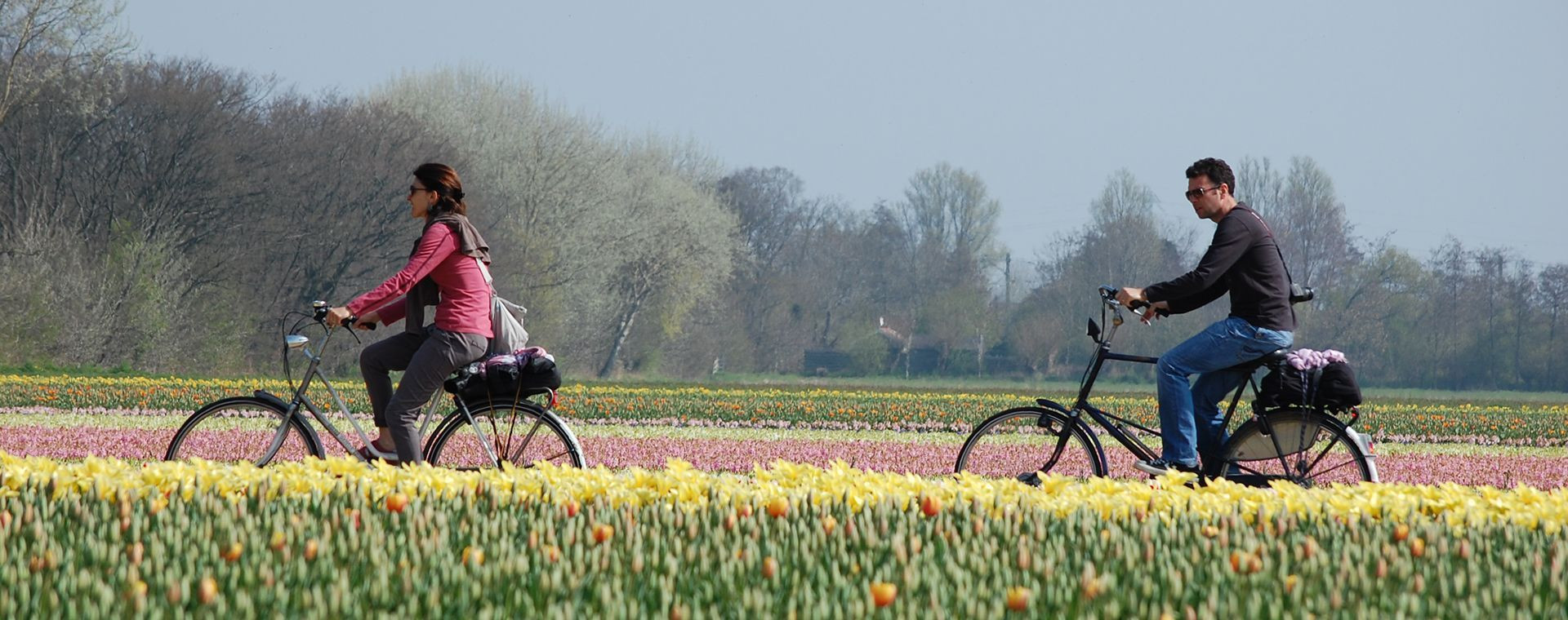 Cyclistes longeant les champs de tulipes - Hollande - Pays-Bas