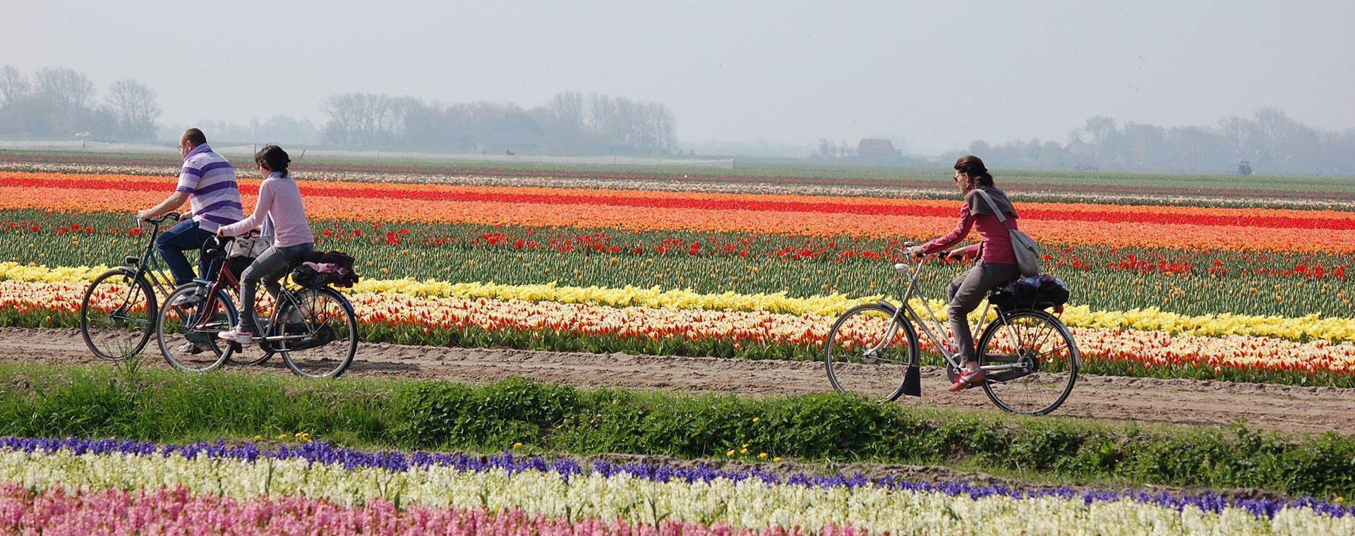 Cyclistes le long des champs de tulipes - Hollande - Pays-Bas
