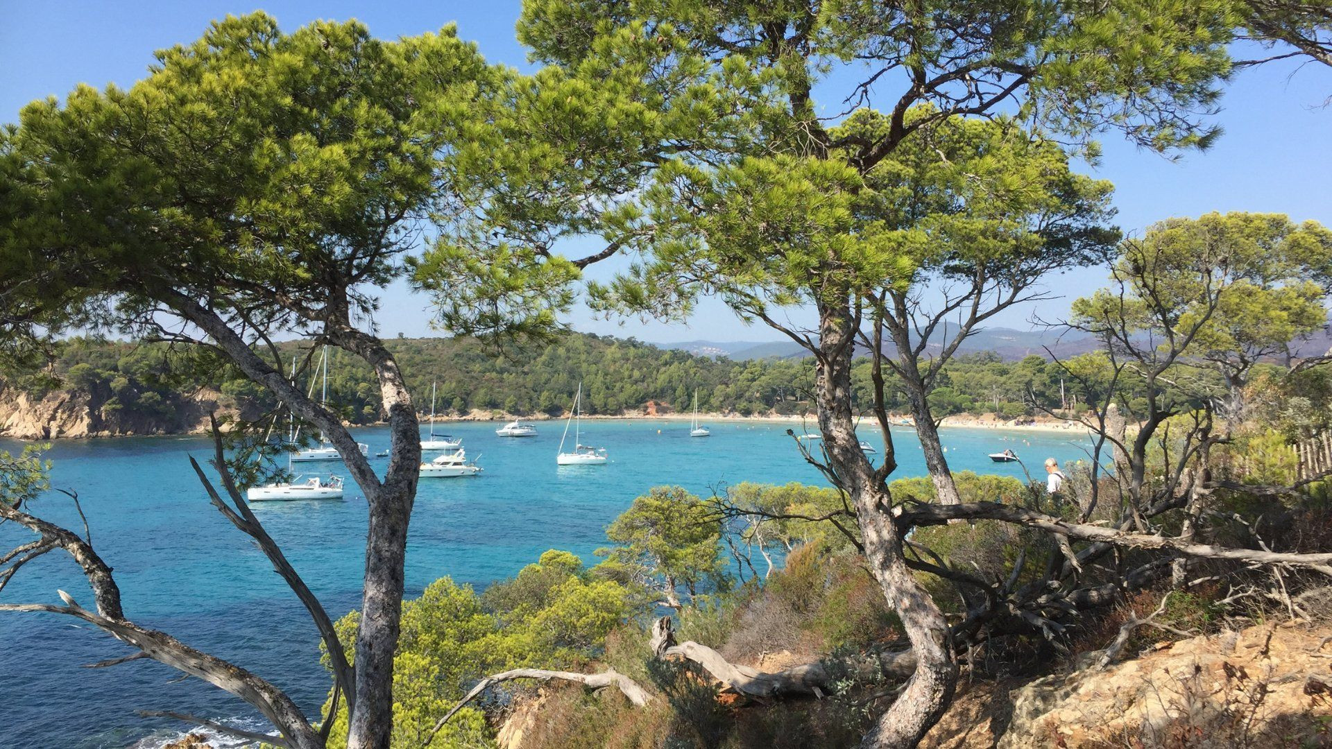 Crique turquoise et voiliers vus à travers les pins - Bormes-les-Mimosas - Var - France