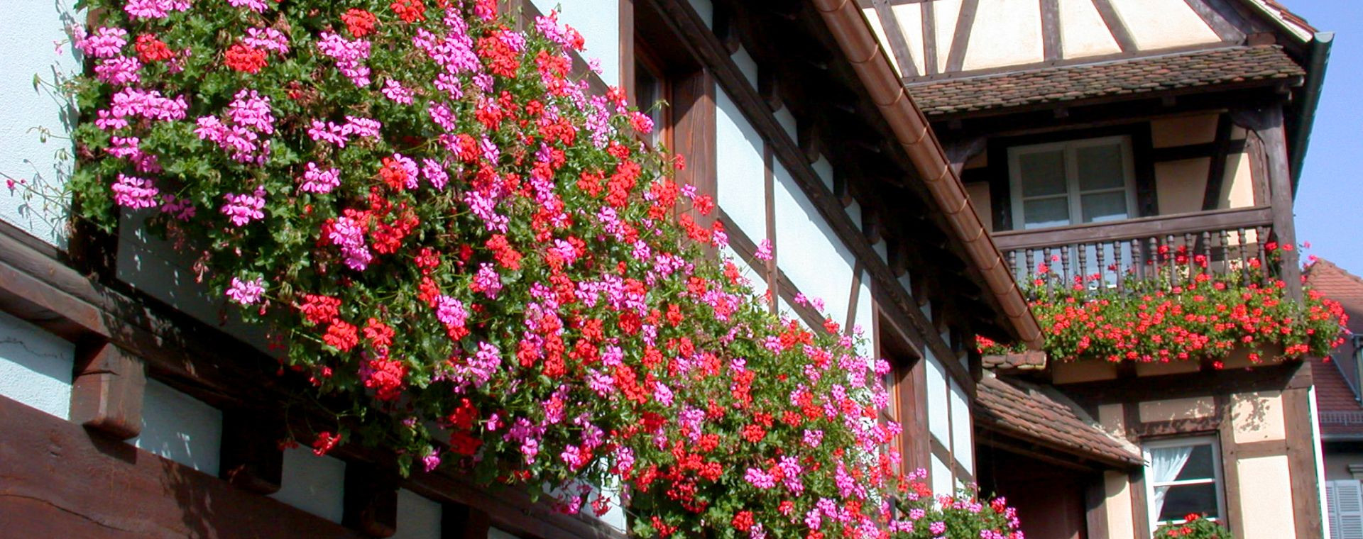 Maison à colombages fleurie de géraniums - Alsace - France