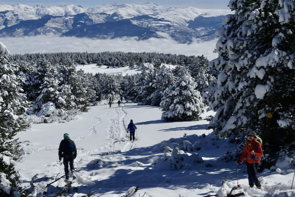 Forêt et montagnes en hiver - Pyrénées-Orientales - France