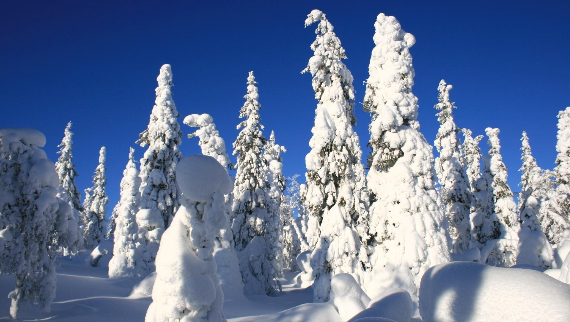 Forêt boréale enneigée dans la taïga finlandaise - Laponie - Finlande