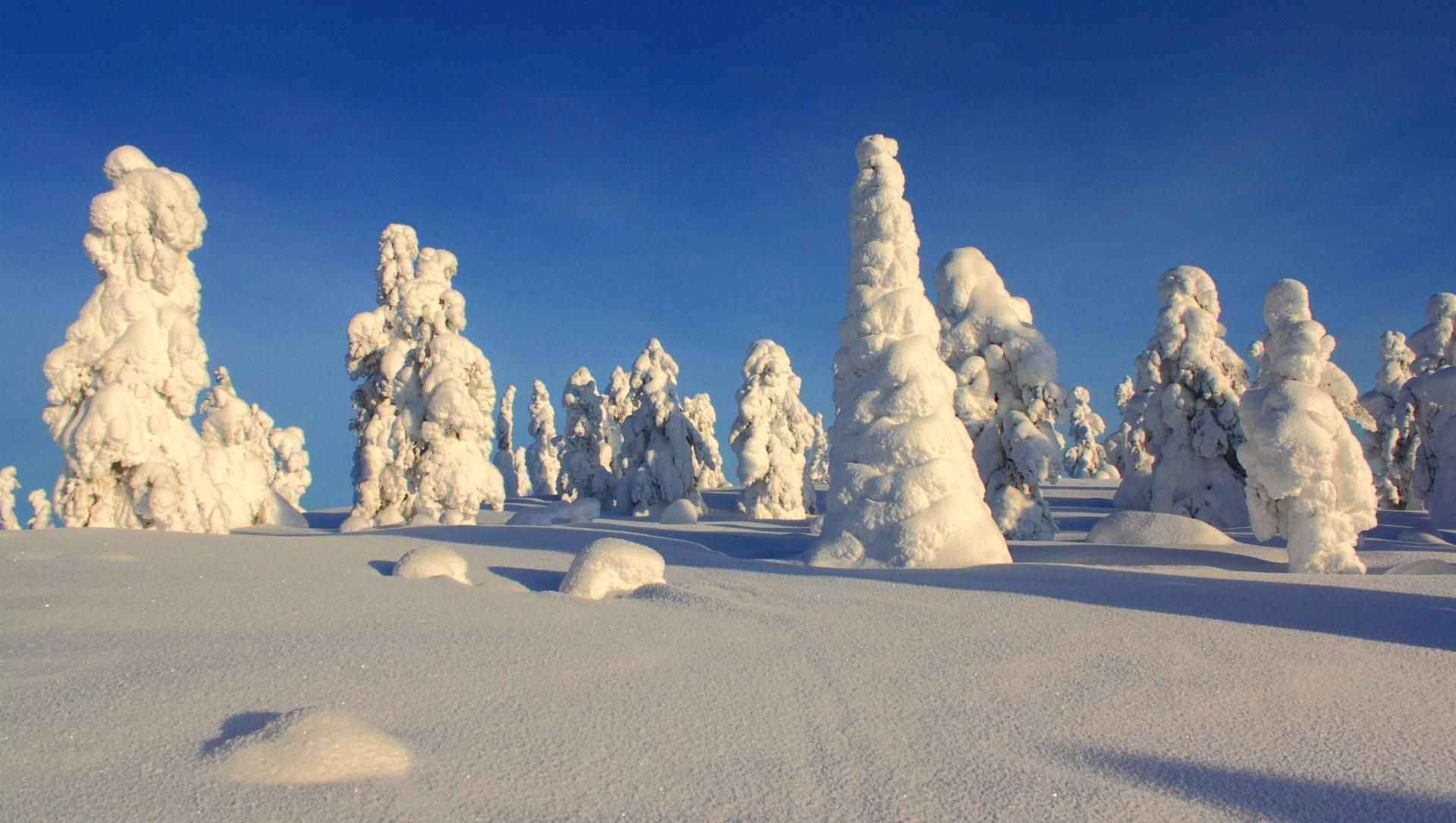 Forêt boréale enneigée dans la taïga finlandaise - Laponie - Finlande