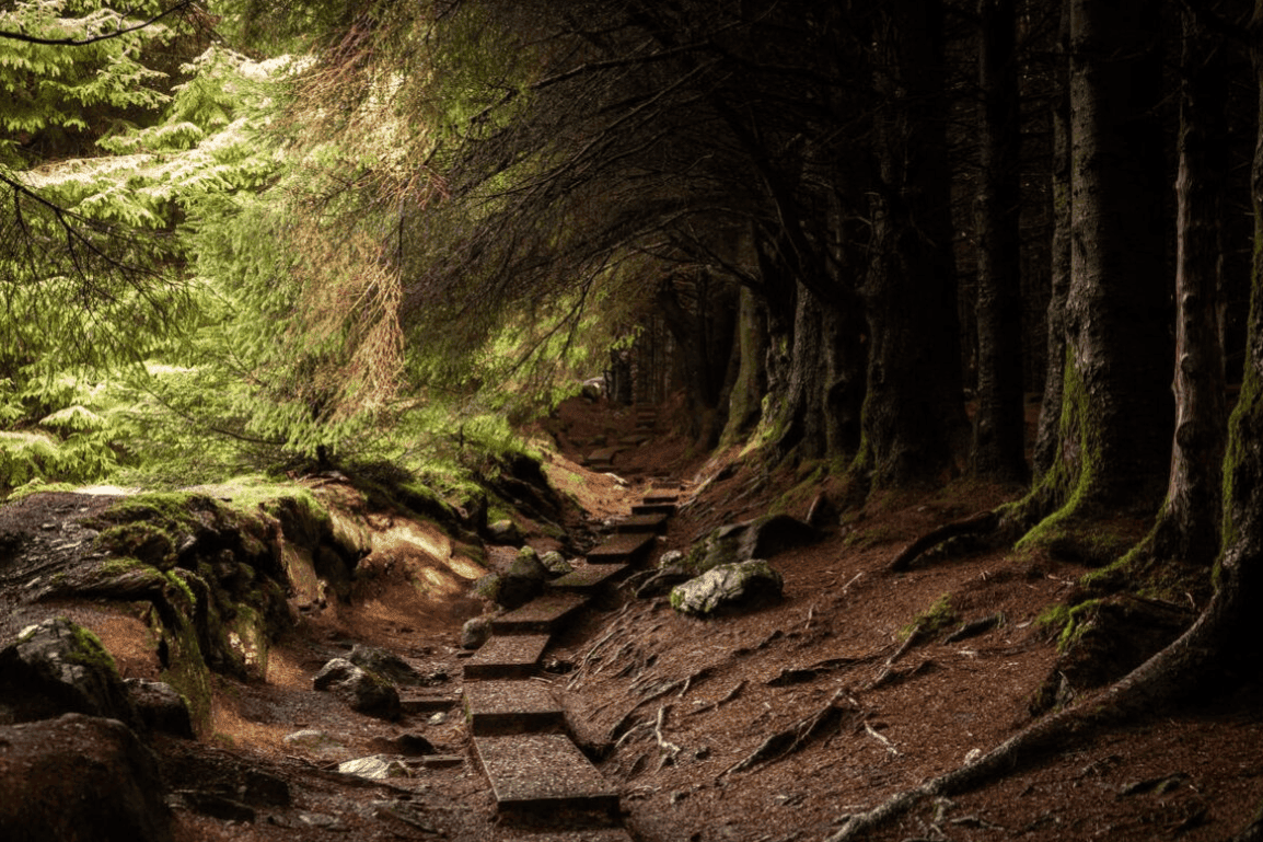 Forêt - Irlande