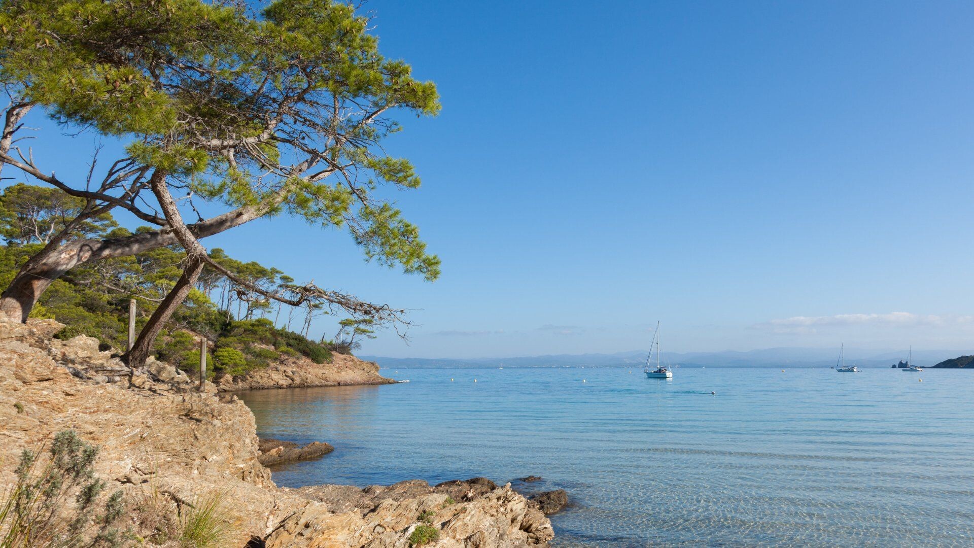 Pin penché au-dessus d'une crique turquoise - île de Porquerolles - Var - France
