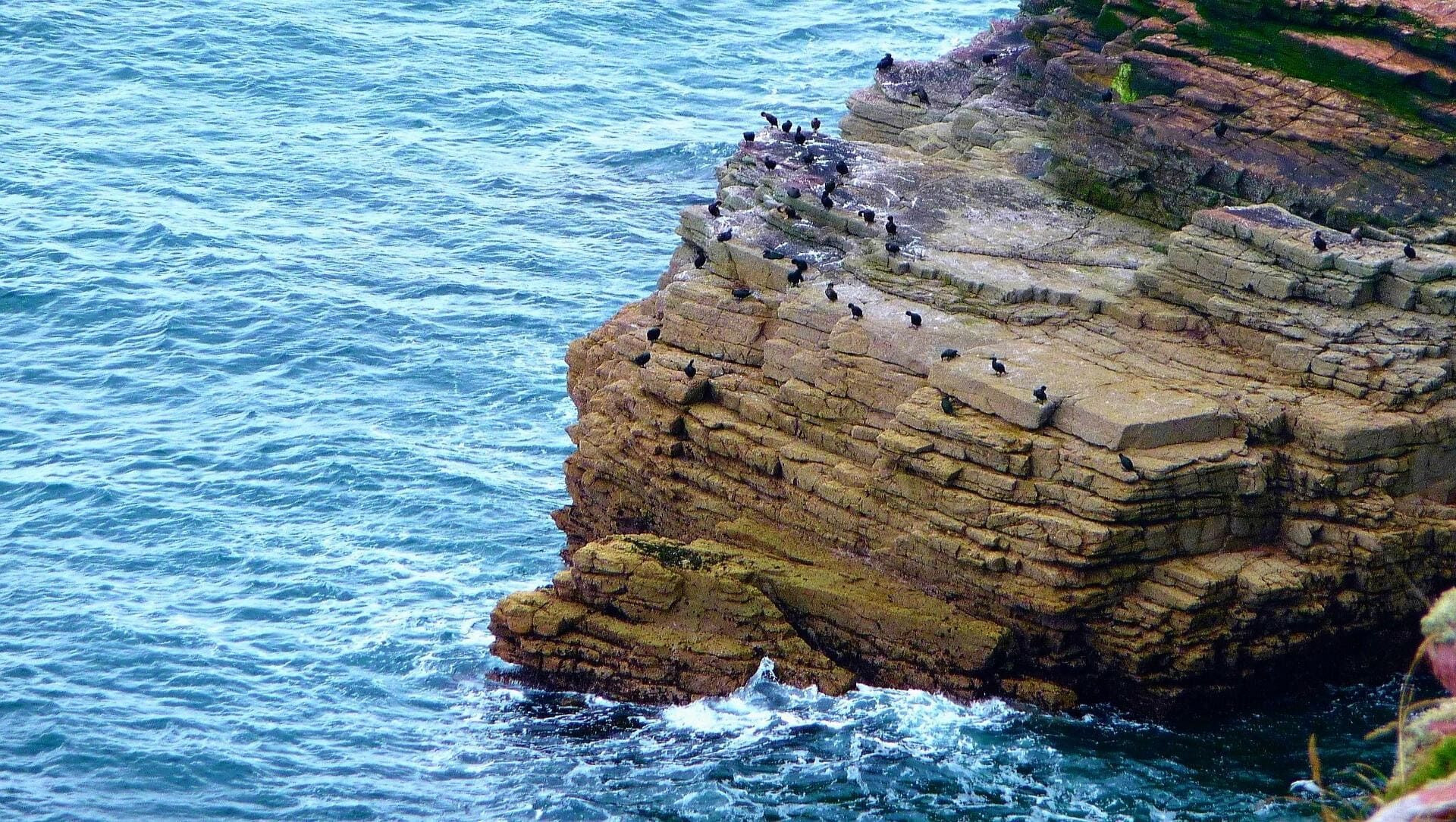 © Adobe Stock Oiseaux marins sur les falaises du Cap Fréhel - Bretagne - France