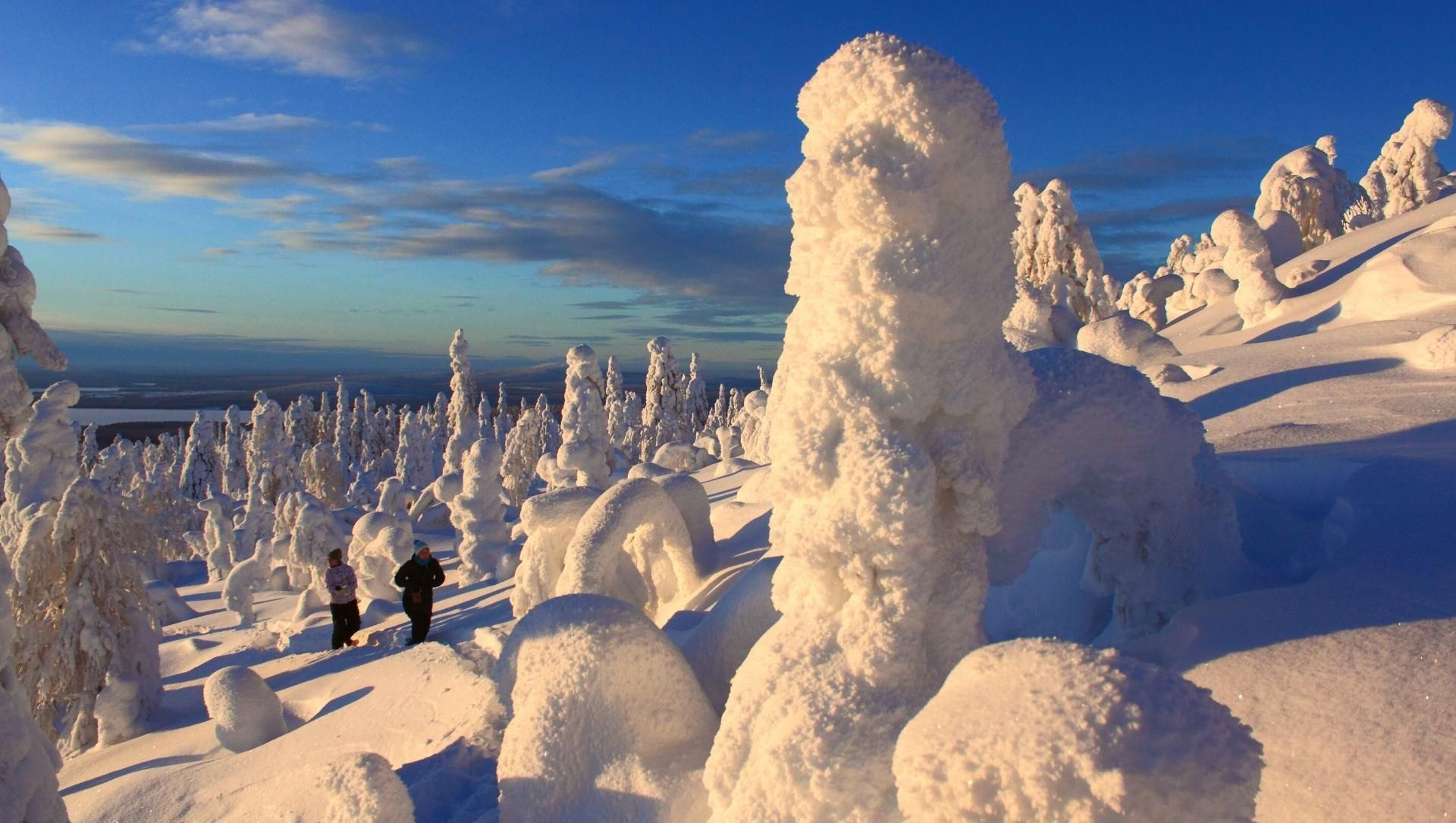 Arbres givrés, monstres de neige dans la taïga - Laponie - Finlande