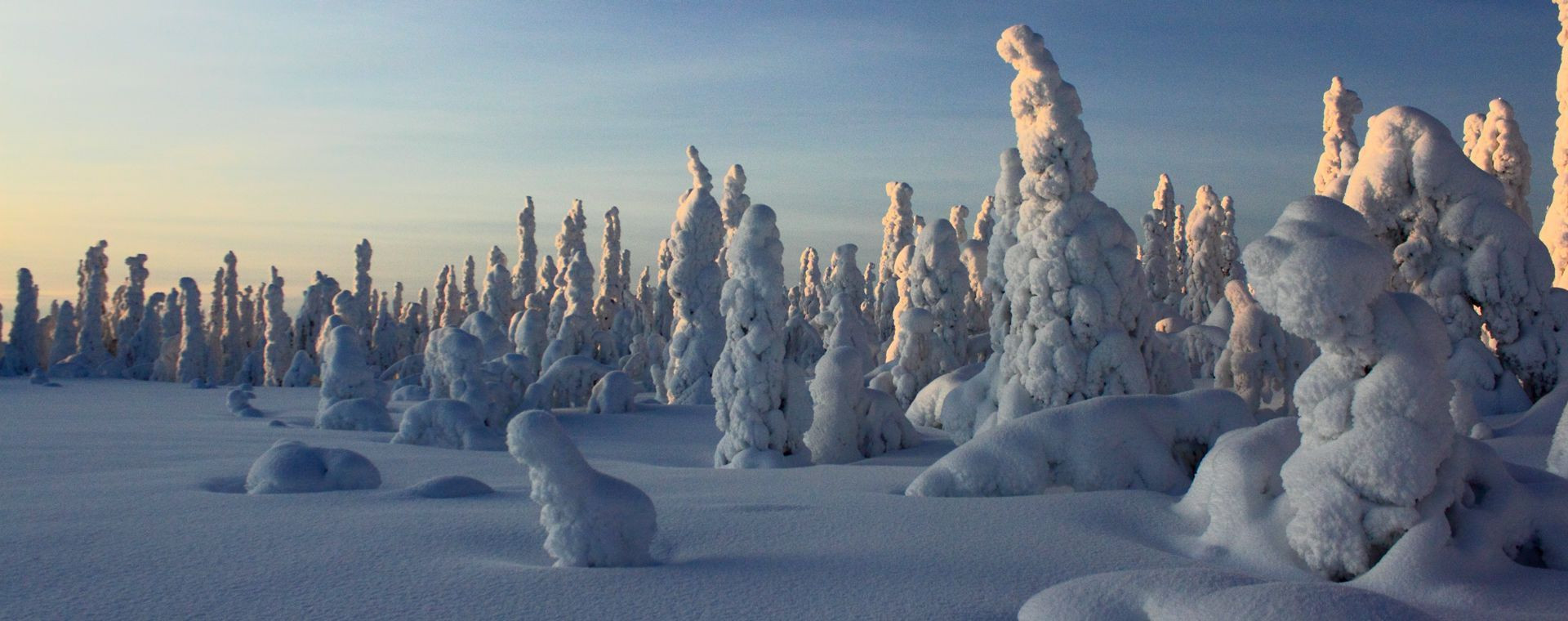 Forêt givrée au crépuscule - Nord de la Laponie - Finlande