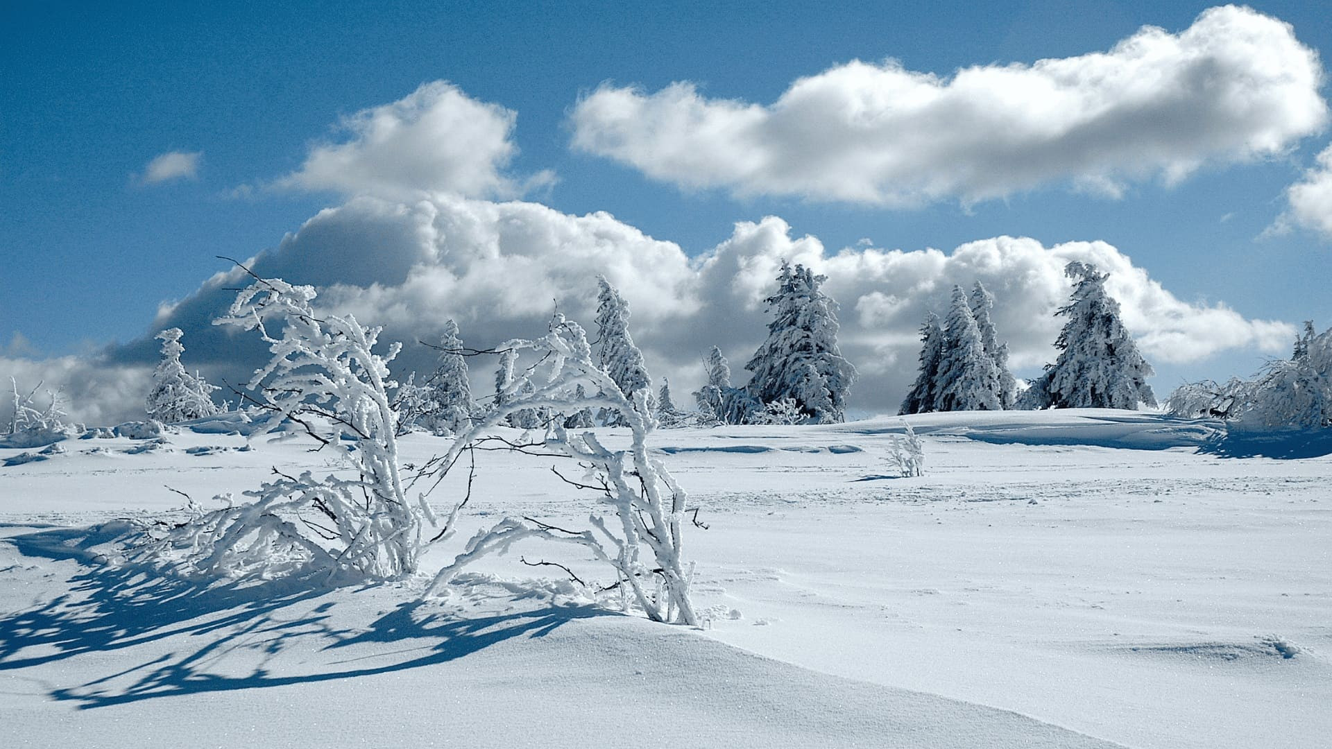 Arbres givrés sur un plateau enneigé sous ciel bleu - Forêt-Noire - Allemagne