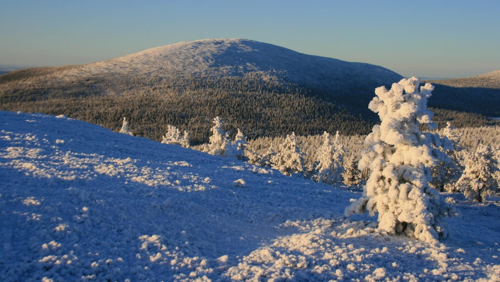 Arbres givrés et colline enneigée au soleil rasant - Laponie