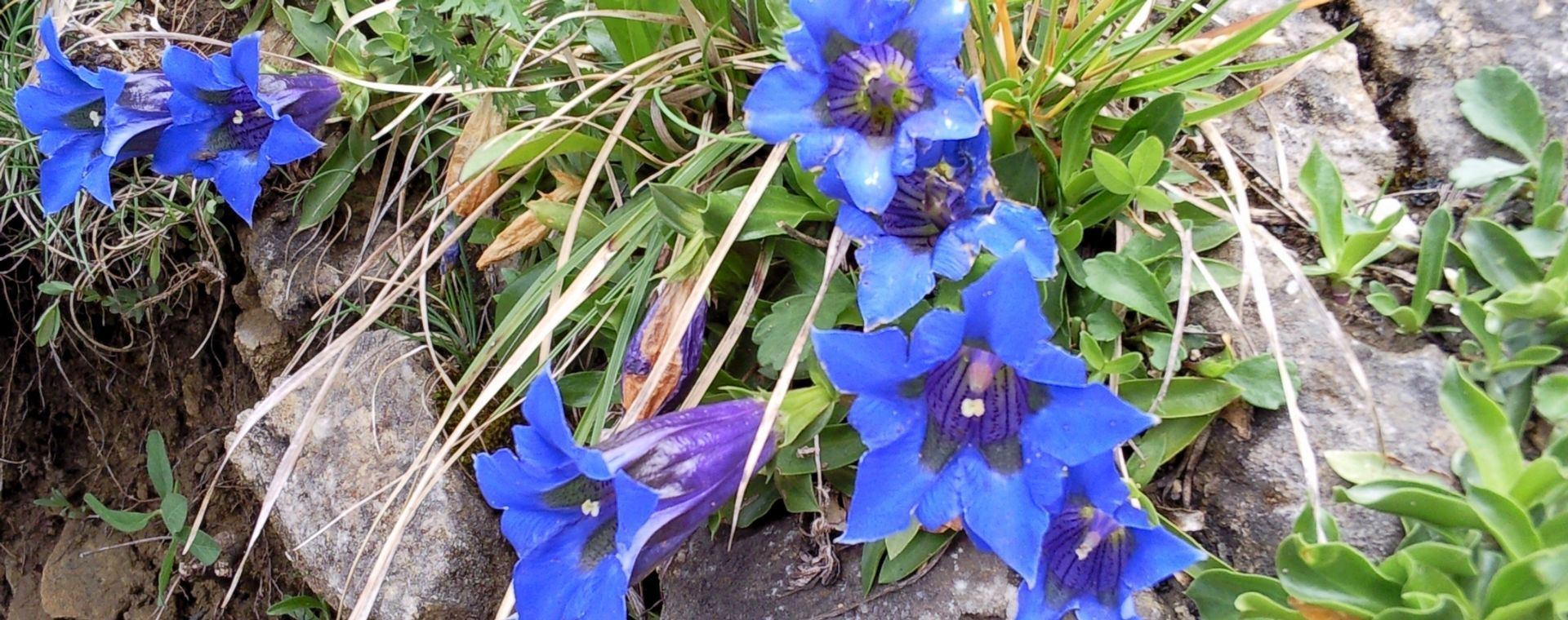 Gentianes de Koch en fleurs - Vercors - France