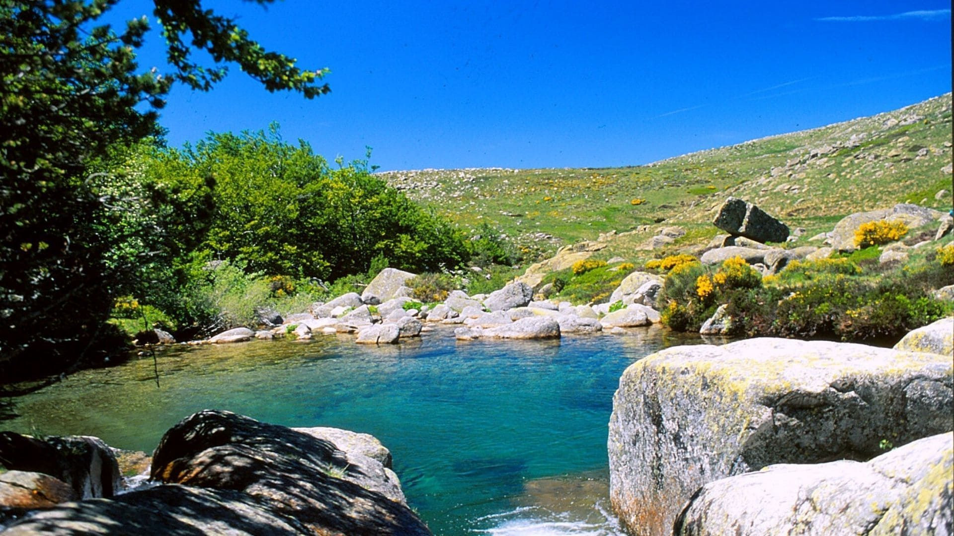 Vasque d'eau turquoise dans la lande - mont Lozère - Cévennes - France