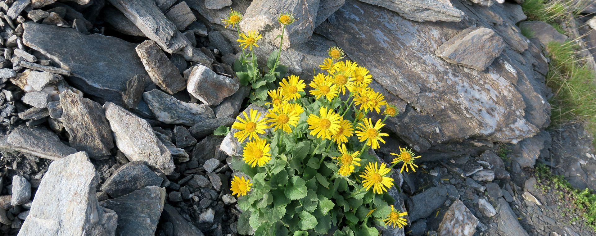 Doronic fleuri dans les éboulis d'altitude - Alpes - France