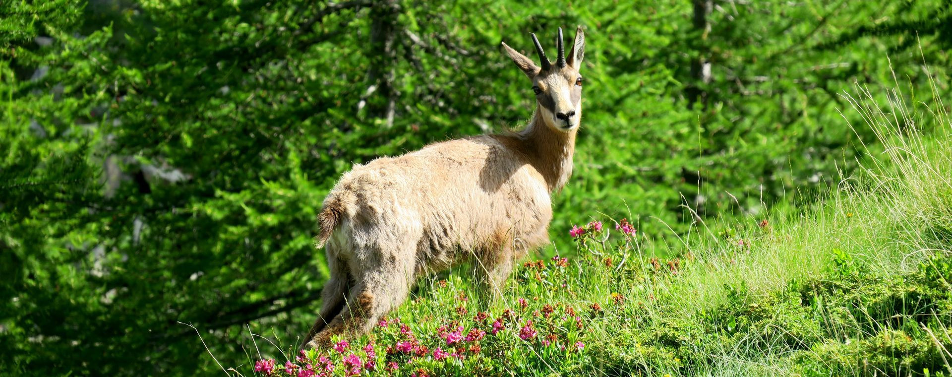Chamois parmi les rhododendrons en alpage - Alpes - France